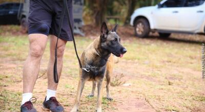 Cachorro escapa de casa e ataca pai e filho em Campo Grande