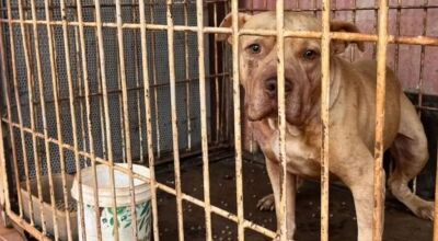Pitbull foge de casa, invade resid&ecirc;ncia de vizinha e mata c&atilde;es  