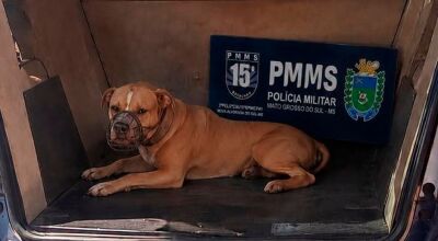 Pitbulls escapam e atacam outros cachorros em MS