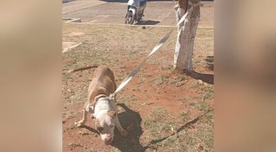 Pitbull escapa e ataca outros animais em condom&iacute;nio 