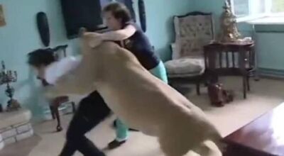 Leoa 'dom&eacute;stica' ataca convidado e o deixa em farrapos, Veja
