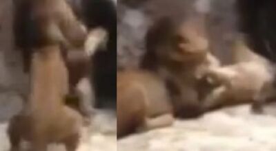 CENAS FORTES: Le&atilde;o mata leoa na frente de visitantes e traumatiza as crian&ccedil;as em zool&oacute;gico