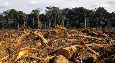 Fazendeiro desmata quase 2 mil hectares e &eacute; multado em R$ 1,9 milh&atilde;o