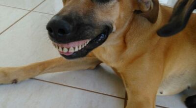 Cachorra flagrada com sorriso de dentadura vira meme na internet