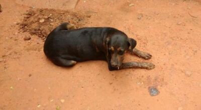 Idoso é preso suspeito de intoxicar cadela com veneno de ratos e baratas em Guia Lopes da Laguna