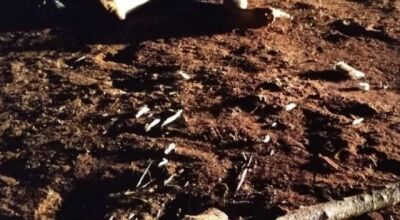 Homem &eacute; assassinado a pauladas ao matar e comer galo de vizinho em cidade do MS