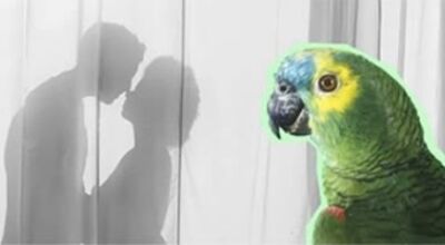 Papagaio revela trai&ccedil;&atilde;o de marido com empregada e casamento acaba