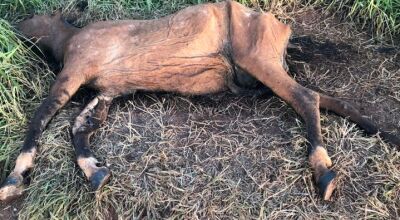 M&eacute;dica veterin&aacute;ria &eacute; multada por deixar cavalo morto nas proximidades de restaurante e resid&ecirc;ncias