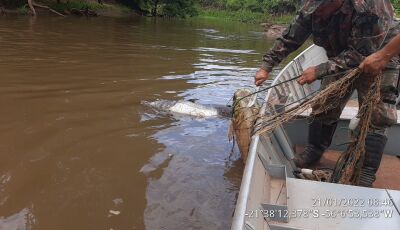 Lamentável: Pintado e Jaú são retirados de redes já podres pesando 40Kg do rio Miranda