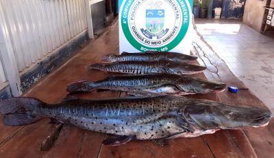 PMA de Bonito e Jardim apreendem 30 kg de pescado capturados durante a piracema e também petrechos