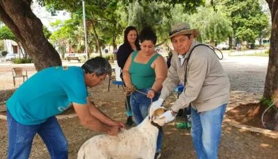 Dia D contra raiva vacina 1,3 mil animais em Bonito