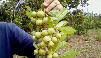 Bonito terá curso gratuito de Cultivo e Manejo da Guavira entre os dias 24 e 25 de novembro