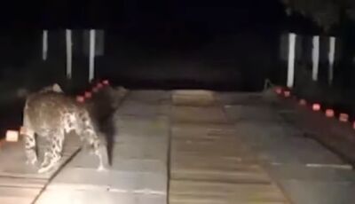 #VIDEO:Depois de um longo dia de Trabalho Homem se depara com 2 duas Onças no Passo do Lontra em MS 