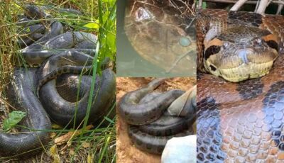 Sucuri para todos os gostos: Mato Grosso do Sul viveu fenômeno das 'anacondas' em 2022, VEJA