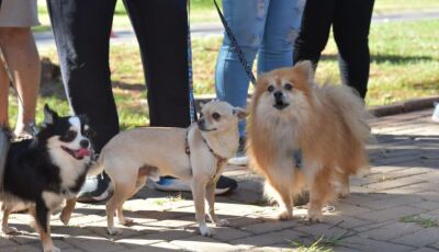 Seminário discute política de proteção aos animais em MS nesta terça e quarta-feira