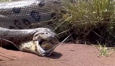 Pescador do Interior de Goiás registra momento Raro de Sucuri regurgitando outra sucuri.VEJA O VÍDEO