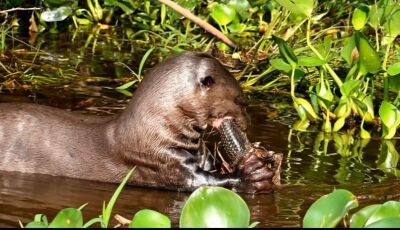 Fotógrafa flagra fúria de ariranha ao devorar um cascudo no Pantanal: VEJA O VÍDEO.