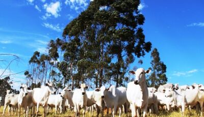 Mais de 80% dos rebanhos foram declarados; prazo termina no dia 30