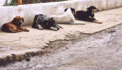 CCZ vai recolher animais que estiverem soltos na rua em Bonito