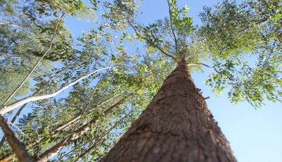 Fomento ao desenvolvimento sustentável vai fazer de MS 1&ordm; Estado Carbono Neutro do Brasil