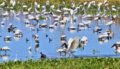 Em 6 meses, choveu mais que o esperado para o ano todo na região do Pantanal