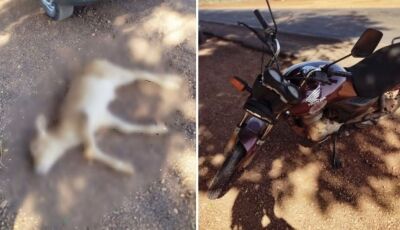 Acidente entre moto e bezerro mata animal e deixa piloto ferido