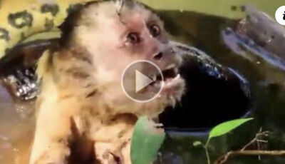 Vídeo mostra macaco salvo por turistas após "abraço" de sucuri 