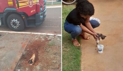 Gatinho é salvo por bombeiros de MS após ficar preso em tubulação 