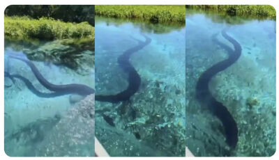 Sucuri gigante surpreende turistas durante passeio de barco em águas cristalinas em MS