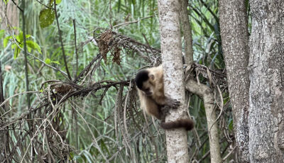 Macaquinhos do Balneário Municipal faz a alegria dos Bonitenses e Turistas: VEJA VÍDEOS! 