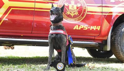 Com certificação nacional, cadela Laika do Corpo de Bombeiros de MS está apta para busca e resgate