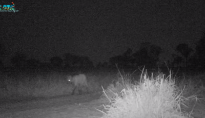 Flagra raro de um Lobo- Guará no Recanto Ecológico Rio da Prata em Jardim: Veja o Vídeo;