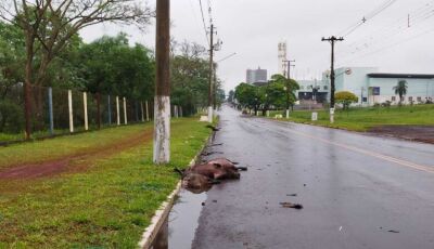 QUE TRISTE: 04 capivaras morrem atropeladas