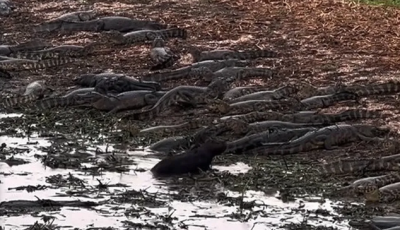 Vídeo registra capivara caminhando entre dezenas de jacarés no Pantanal de MT