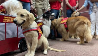 Na vanguarda, MS agora tem programa de castração e 1&ordm; plano para defesa e da vida animal