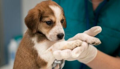 Programa MS Vida Animal lança Caravana da Castração na quarta-feira