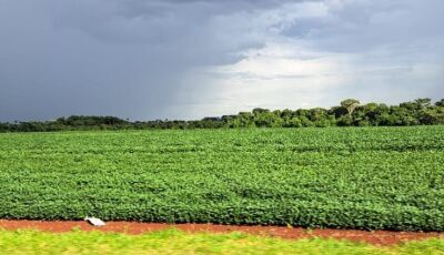 Prazo para cadastro de áreas de plantio de soja encerra em 31 de janeiro em MS