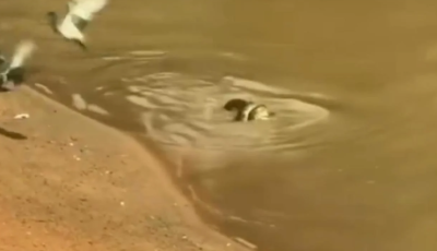 Sucuri surpreende ao capturar pomba à beira de rio: natureza em ação