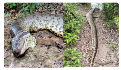 Sucuri gigante que viralizou em vídeo de biólogo holandês é encontrada morta em Bonito