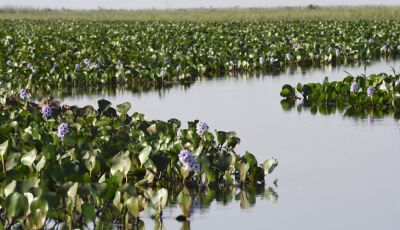 Governo de MS abre processo seletivo com 29 vagas para a àrea de gestão de recursos naturais