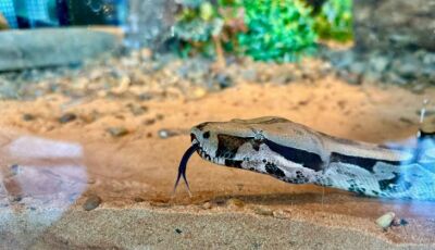 Embaixadora da conscientização ambiental no Bioparque, jiboia é apresentada ao público