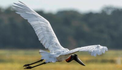 MS participa do maior evento de observação de aves da América Latina