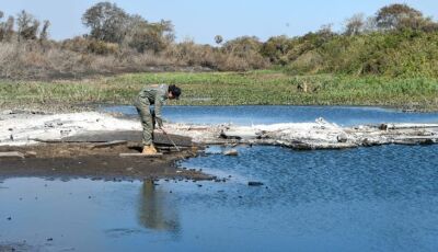 Equipe do Governo de MS no Pantanal monitora áreas queimadas em busca de animais feridos