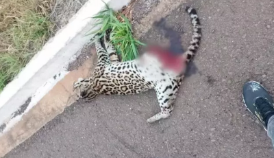 Jaguatirica é encontrada morta em rodovia de Mato Grosso do Sul