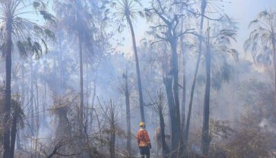 Combate aos incêndios no Pantanal tem reforço com equipes de bombeiros do PR e GO
