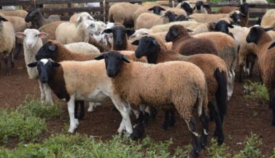 Iagro estabelece normas para trânsito de ovinos e caprinos após MS 