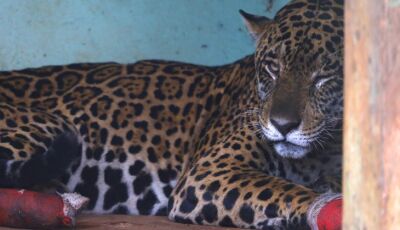 Hospital Ayty realiza manejo das onças-pintadas Antã e Miranda, resgatadas no Pantanal de MS