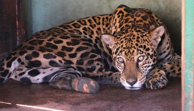 Com tratamento específico, onças-pintadas se recuperam e Miranda pode voltar à natureza em 30 dias