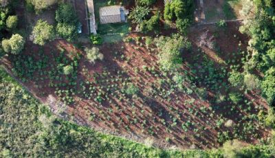 MS Verde: 1.450 mudas de árvores são plantadas pela Sanesul em reserva ambiental