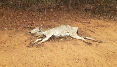 Fazenda é multada em mais de R$ 1 milhão por maus-tratos a bovinos